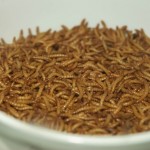 mealworms