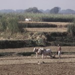 india_farmer