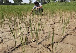 PLIGHT OF THE FARMERS FACING DROUGHT CONDITION IN INDIA